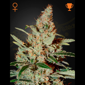 GREEN HOUSE SEED CO. - CHEMDOG FEM