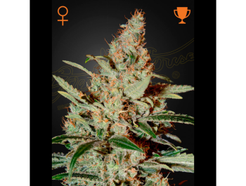 GREEN HOUSE SEED CO. - CHEMDOG FEM