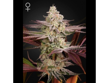 GREEN HOUSE SEED CO. - CHEMICAL BRIDE FEM