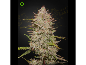 GREEN HOUSE SEED CO. - CHEMICAL CANDY AUTO FEM