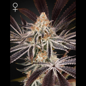 GREEN HOUSE SEED CO. - DARK PHOENIX FEM