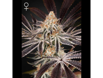 GREEN HOUSE SEED CO. - DARK PHOENIX FEM
