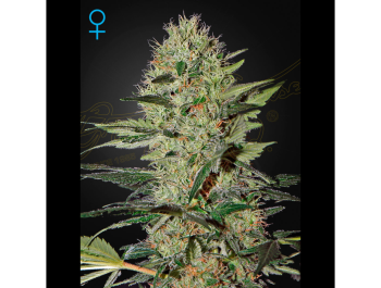 GREEN HOUSE SEED CO. - EXODUS CHEESE AUTO FEM