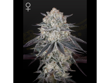 GREEN HOUSE SEED CO. - FRANCO'S FULLGAS! FEM (Ex FULLGAS!)