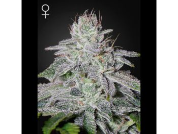 GREEN HOUSE SEED CO. - FRANCO'S LEMON CHEESE FEM