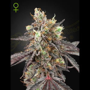 GREEN HOUSE SEED CO. - ICE CREAM #41 AUTOFLOWERING FEM