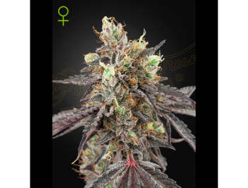 GREEN HOUSE SEED CO. - ICE CREAM #41 AUTOFLOWERING FEM