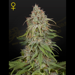 GREEN HOUSE SEED CO. - GH AMNESIA FEM