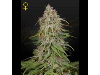 GREEN HOUSE SEED CO. - GH AMNESIA FEM