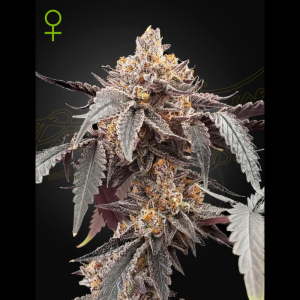 GREEN HOUSE SEED CO. - GUAVA X ICE CREAM #41 AUTOFLOWERING FEM