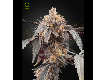 GREEN HOUSE SEED CO. - GUAVA X ICE CREAM #41 AUTOFLOWERING FEM