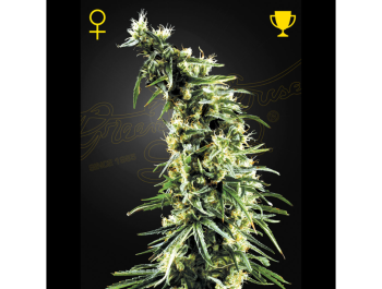 GREEN HOUSE SEED CO. - HAWAIIAN SNOW FEM