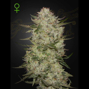 GREEN HOUSE SEED CO. - HIGHCLOUDZ AUTO FEM