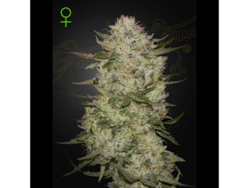 GREEN HOUSE SEED CO. - HIGHCLOUDZ AUTO FEM