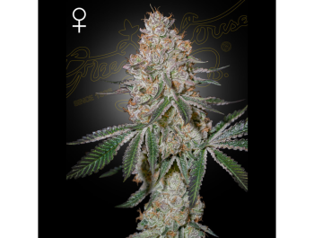 GREEN HOUSE SEED CO. - HIGHCLOUDZ FEM