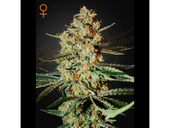 GREEN HOUSE SEED CO. - HIMALAYA GOLD FEM