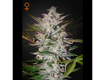 GREEN HOUSE SEED CO. - HOLY PUNCH FEM