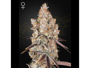 GREEN HOUSE SEED CO. - HOLY SNOW FEM