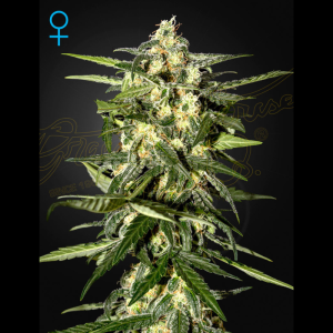 GREEN HOUSE SEED CO. - JACK HERER AUTO FEM