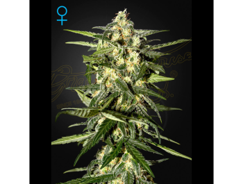 GREEN HOUSE SEED CO. - JACK HERER AUTO FEM