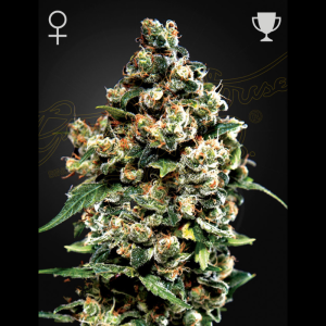 GREEN HOUSE SEED CO. - JACK HERER FEM