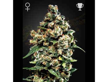 GREEN HOUSE SEED CO. - JACK HERER FEM