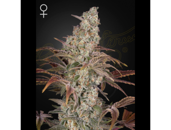 GREEN HOUSE SEED CO. - JACK'S DREAM FEM