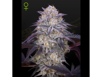 GREEN HOUSE SEED CO. - KING'S JUICE AUTO FEM