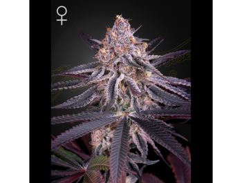 GREEN HOUSE SEED CO. - KING'S JUICE FEM