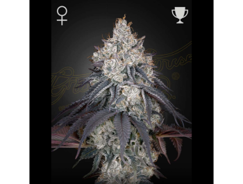 GREEN HOUSE SEED CO. - LEMON ORANGE FEM