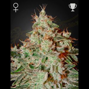 GREEN HOUSE SEED CO. - LEMON SKUNK FEM