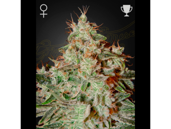 GREEN HOUSE SEED CO. - LEMON SKUNK FEM