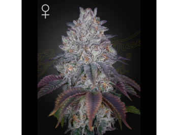 GREEN HOUSE SEED CO. - KING'S TART FEM