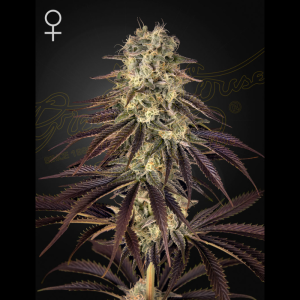GREEN HOUSE SEED CO. - KONG'S KRUSH FEM