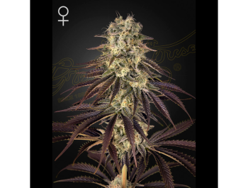 GREEN HOUSE SEED CO. - KONG'S KRUSH FEM