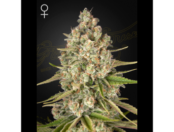 GREEN HOUSE SEED CO. - LOST PEARL FEM