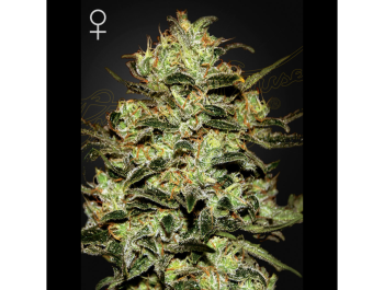 GREEN HOUSE SEED CO. - MOBY DICK FEM  (Dsiponibili fino a fine scorte)