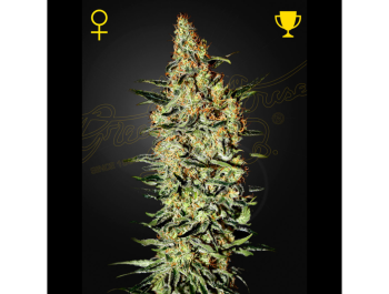 GREEN HOUSE SEED CO. - NEVILLE'S HAZE FEM