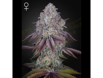 GREEN HOUSE SEED CO. - PERSIAN PIE FEM