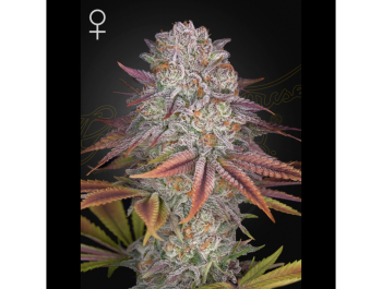 GREEN HOUSE SEED CO. - PULP FRICTION FEM