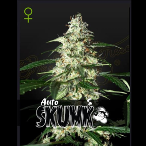 GREEN HOUSE SEED CO. - SKUNK AUTO FEM