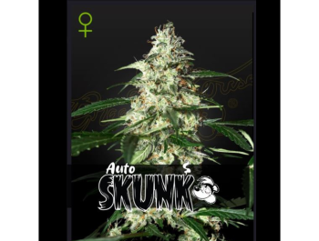GREEN HOUSE SEED CO. - SKUNK AUTO FEM
