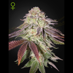 GREEN HOUSE SEED CO. - SUGARLATO AUTO FEM