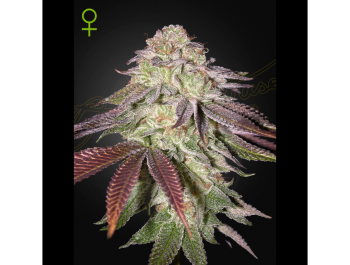GREEN HOUSE SEED CO. - SUGARLATO AUTO FEM