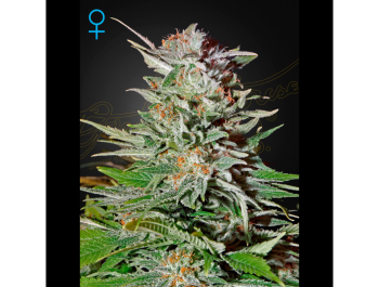 GREEN HOUSE SEED CO. - SUPER LEMON HAZE AUTOFLOWERING FEM