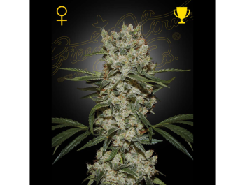 GREEN HOUSE SEED CO. - SUPER LEMON HAZE FEM