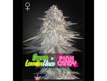 GREEN HOUSE SEED CO. - SUPER LEMON HAZE X PINK CANDY FEM