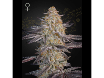 GREEN HOUSE SEED CO. - SUPER LEMON HAZE X RS11 FEM