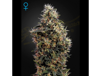 GREEN HOUSE SEED CO. - MANGO DULCE AUTO FEM