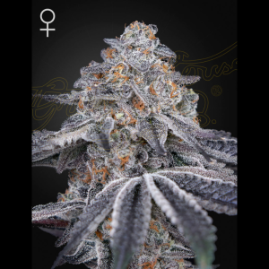 GREEN HOUSE SEED CO. - VELVET MOON FEM